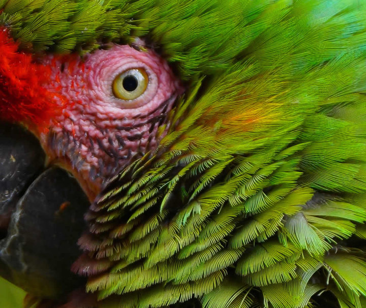 parque nacional del manu
