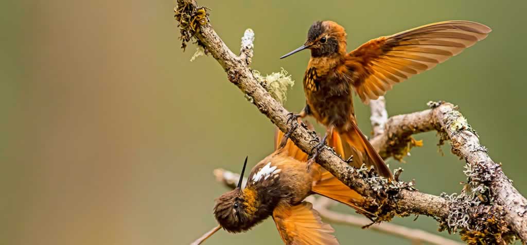 colibri cusco