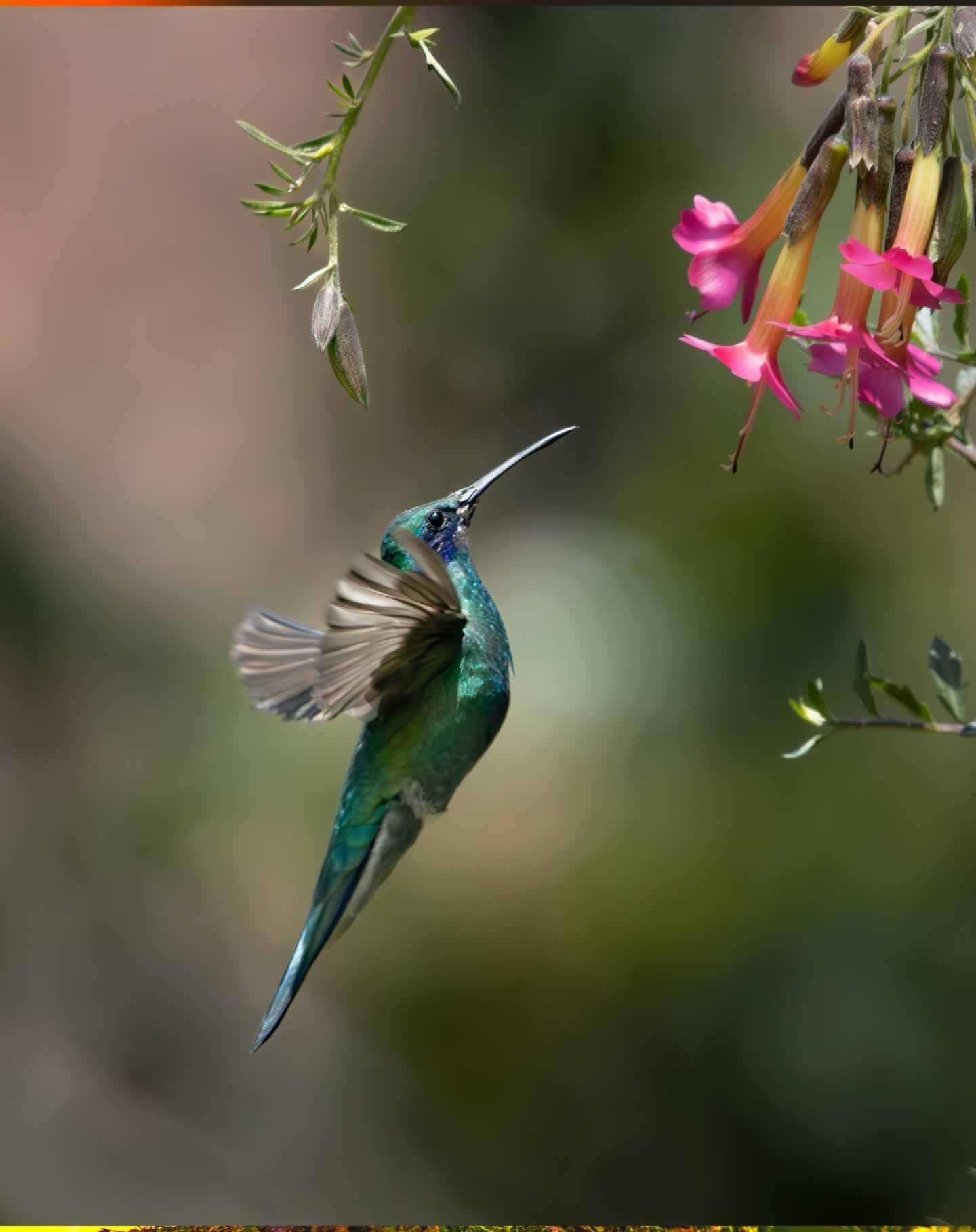 colibri valle sagrado